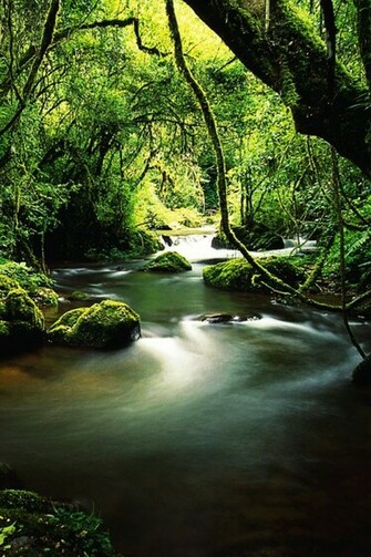 Tropical Rainforest iPhone Wallpaper Background