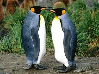 King Penguins Wallpaper In Birds