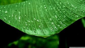 Wet Banana Tree Leaf Wallpaper
