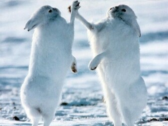 White Rabbit Wallpaper
