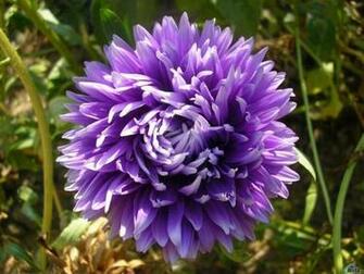 Purple Flower Screensaver Screensavers