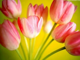Anamika S Collections Cool Flower Wallpaper