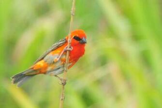 Red Sparrow By Mrcoolattitude