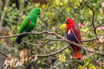 Facts About The Eclectus Parrot Bali Safari Marine Park