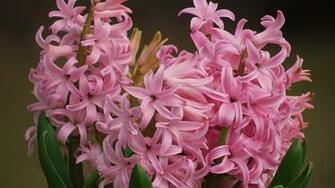 Hyacinth Wallpaper