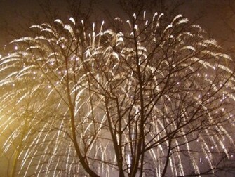 Weeping Willow Fireworks Wallpaper