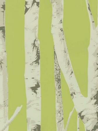 Kiwi Winter Birch Trees Wallpaper Contemporary Modern