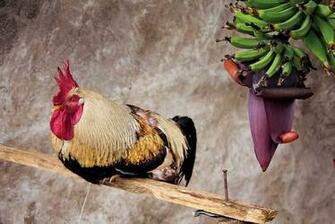 Photography Desktop Wallpaper National Geographic Magazine