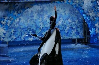 Shamu Wallpaper