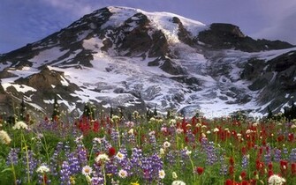 New Flower Wallpaper