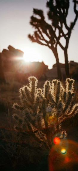 Cactus iPhone Wallpaper