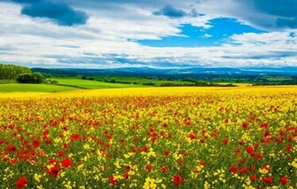 Wallpaper Field Meadow Horizon Dal Flowers Red Yellow Mak