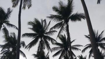 Palm Laptop Wallpaper On