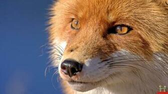 Clever Fox HD Wallpaper E Entertainment