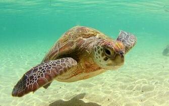 Wallpaper Turtle Pictures