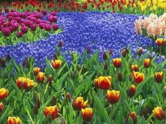 Keukenhof Gardens Lisse Holland Wallpaper Flowers Nature