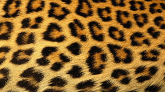 Leopard Print Wallpaper HD