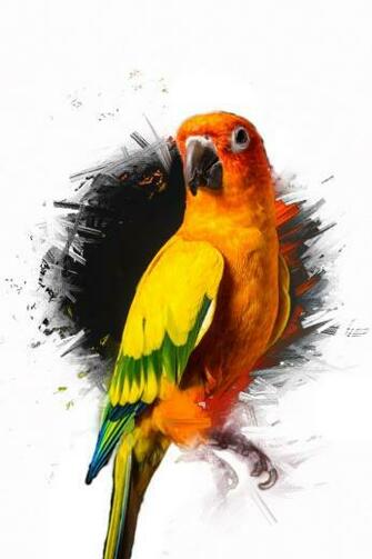 Maverick The Parrot Ramdom Logan Paul Logang