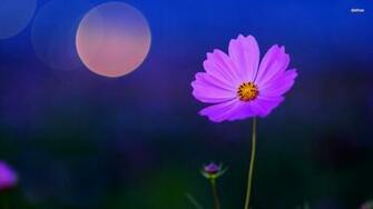 Pink Cosmos Flower Wallpaper