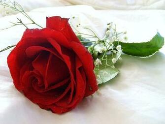 Beautiful Flower Wallpaper For You Flowers