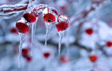 Winter Nature Photography Background Snow