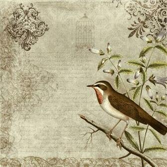 Birds Wallpaper Photos Vintage Bird