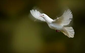 White Dove Bird Flying Photo Wallpaper Magic4walls
