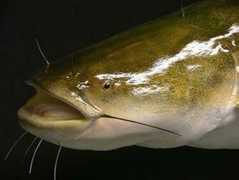 Flathead Catfish Art