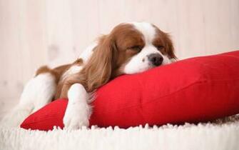 Sleepy Puppy Desktop Pc And Mac Wallpaper