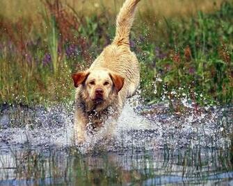 Labrador Retriever Splashes Dogs Wallpaper Desktop
