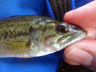 Image For Largemouth Bass HD Wallpaper Desktop