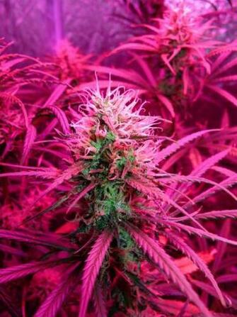 Pink Weed On