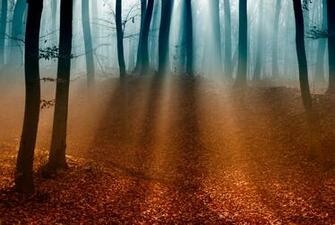 4k Wallpaper Nature Trees Leaves Light Forest Fog Branches