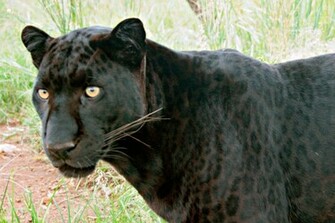 Black Leopard