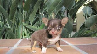 Specializing In Teacup Chihuahua Puppies