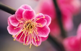 HD Cute Pink Flowers Wallpaper