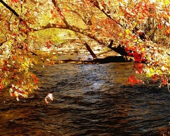 Fall Color Autumn Wallpaper No Desktop
