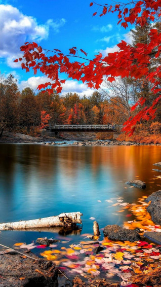 Nature Mobile Wallpaper