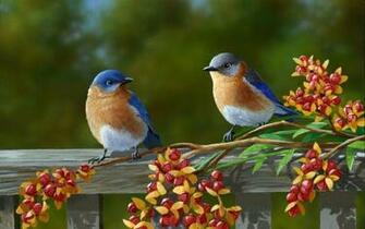 Most Beautiful Birds Pictures Image HD Wallpaper Other