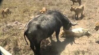 African Buffalo Wallpaper X Net