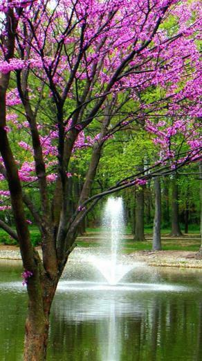 Wallpaper Android Spring Nature