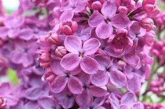 Flowers Lilac Rose Macro Wallpaper Photos Pictures