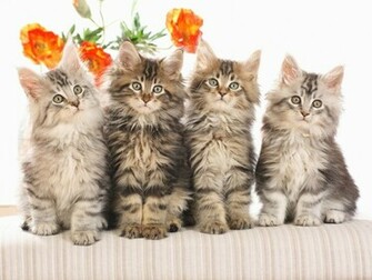 Maine Coon Kittens Katten Wallpaper