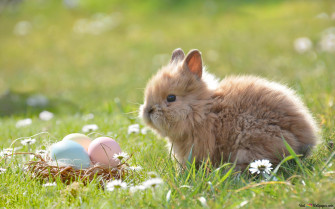 Cute Easter Bunny 4k Wallpaper