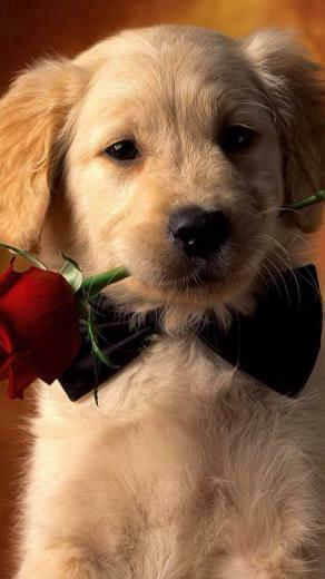 Valentine S Day Puppies Wallpaper 594mh2u Jpg Picserio