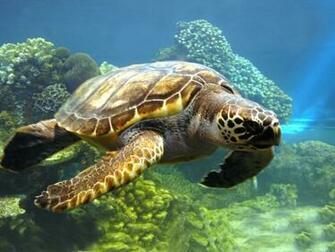 Turtle Turtles Wallpaper