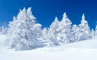 Snow Covered Pine Trees Computer Wallpaper Desktop