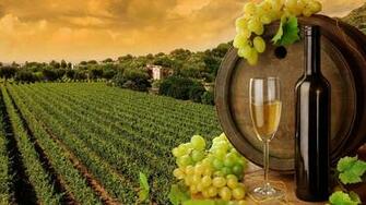 Vineyard Toscana X Locality Photography Miriadna