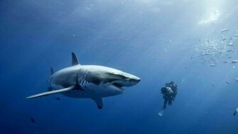 Shark Wallpaper Lold Funny Pictures Videos