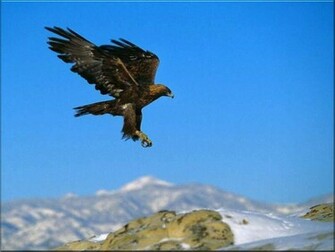 Golden Eagle Wallpaper